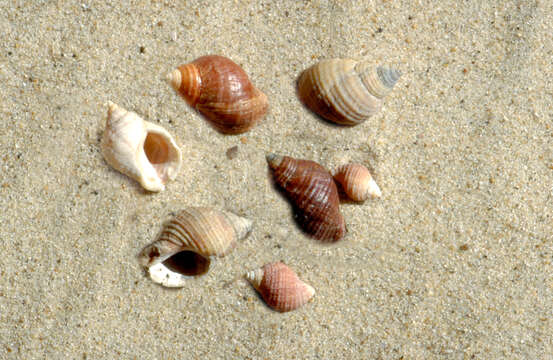 Image of Dog whelk