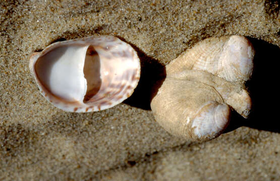 Image of Common slipper shell