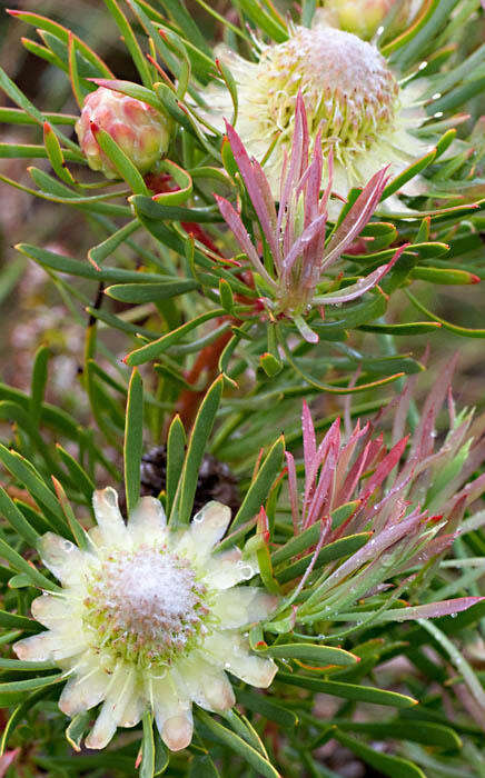 Plancia ëd Protea scolymocephala (L.) Reich.