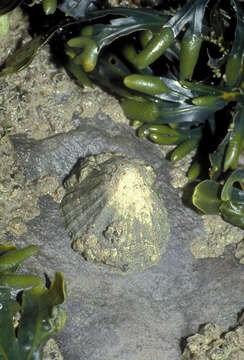 Image of Common limpet