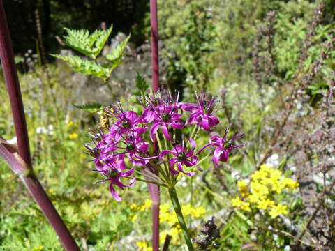 Image of Allium wallichii Kunth