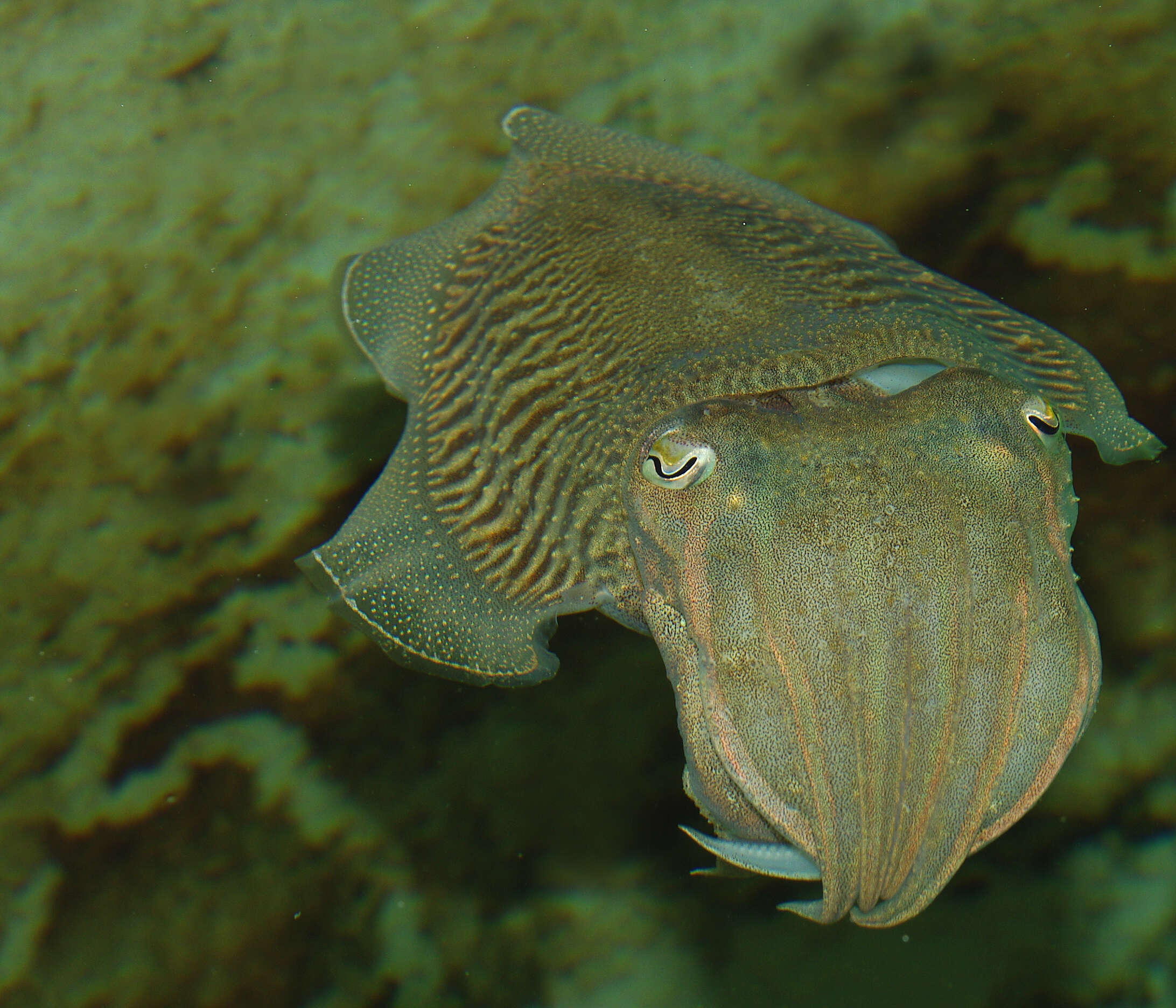 Image of Common Cuttlefish