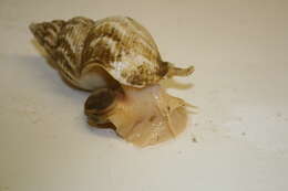 Image of Common whelk