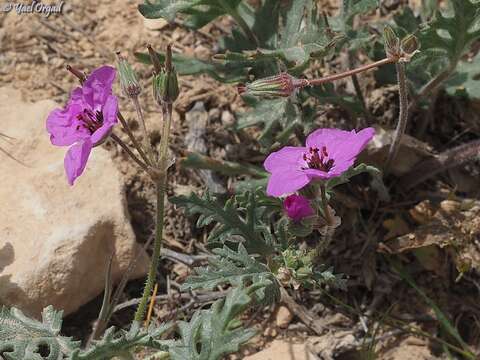 Imagem de Erodium crassifolium (Forsk.) L'Hér.