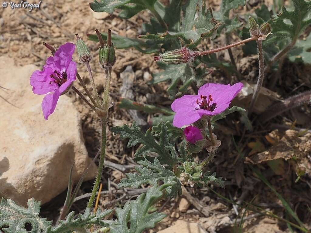 Sivun Erodium crassifolium (Forsk.) L'Hér. kuva