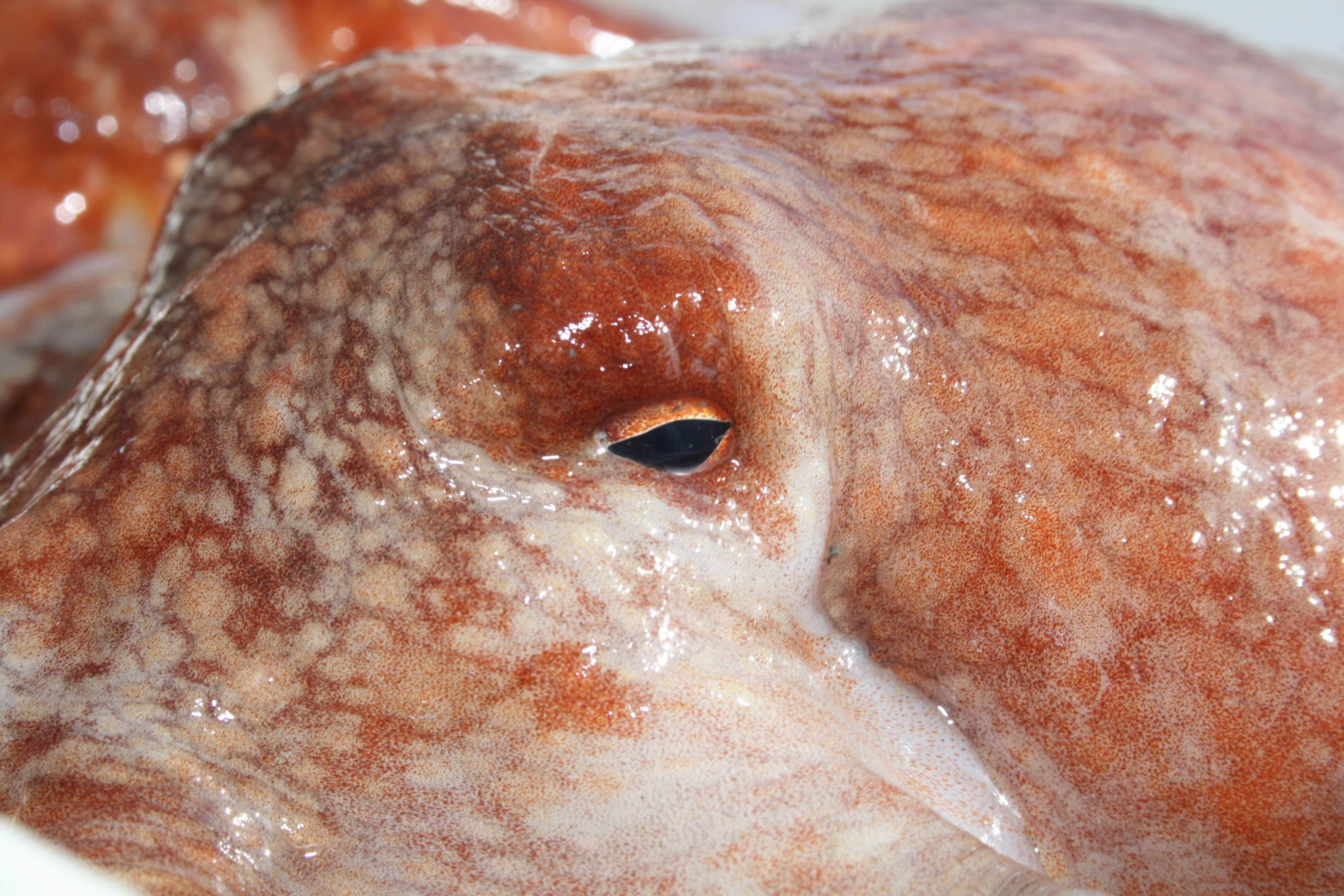 Image of Curled octopus