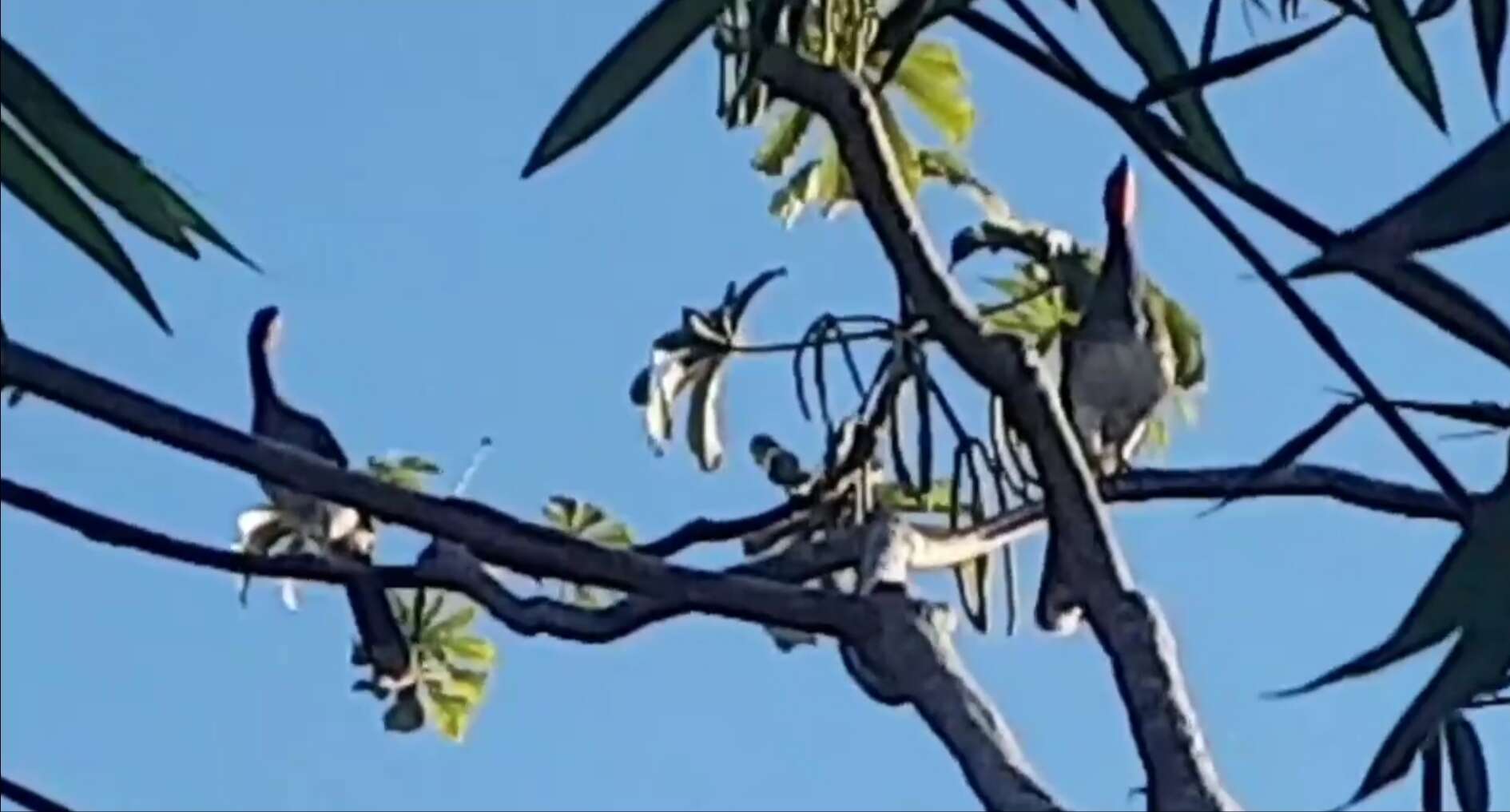 Image of White-bellied Chachalaca