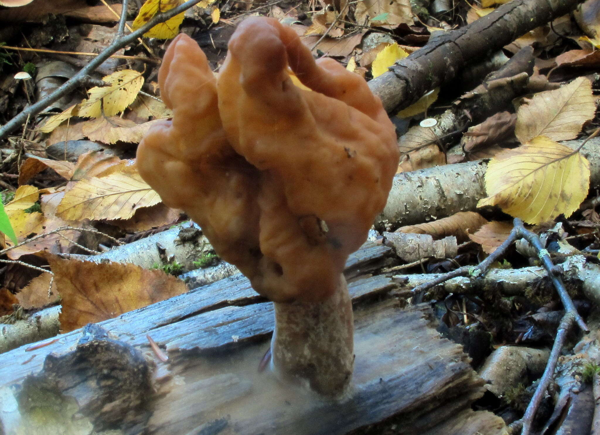 Imagem de Gyromitra infula (Schaeff.) Quél. 1886