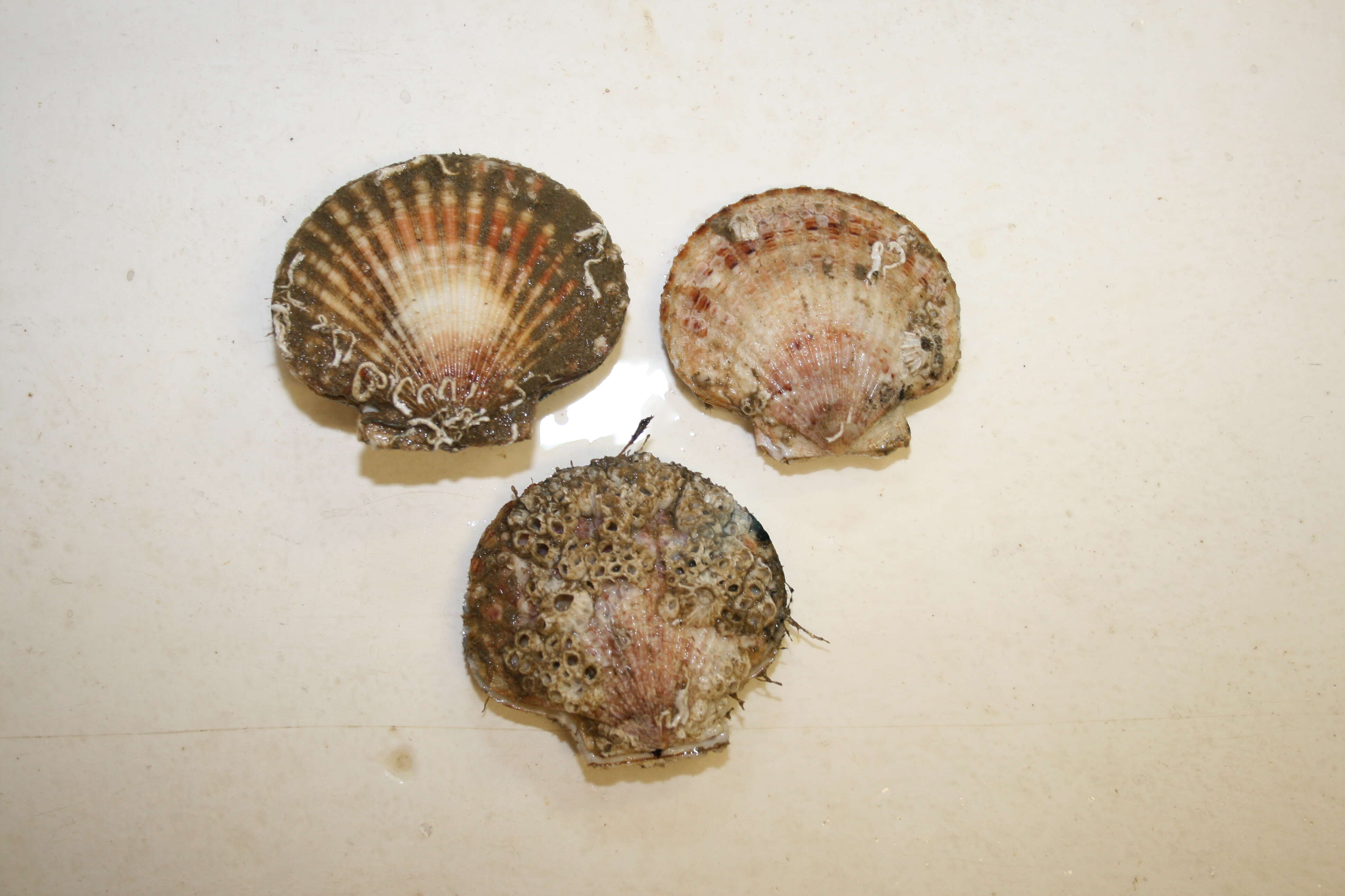 Image of queen scallop