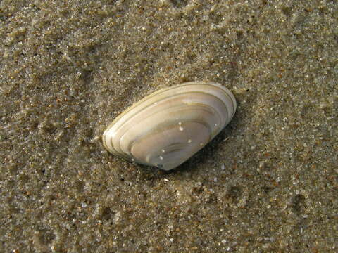 Image of Banded wedge shell