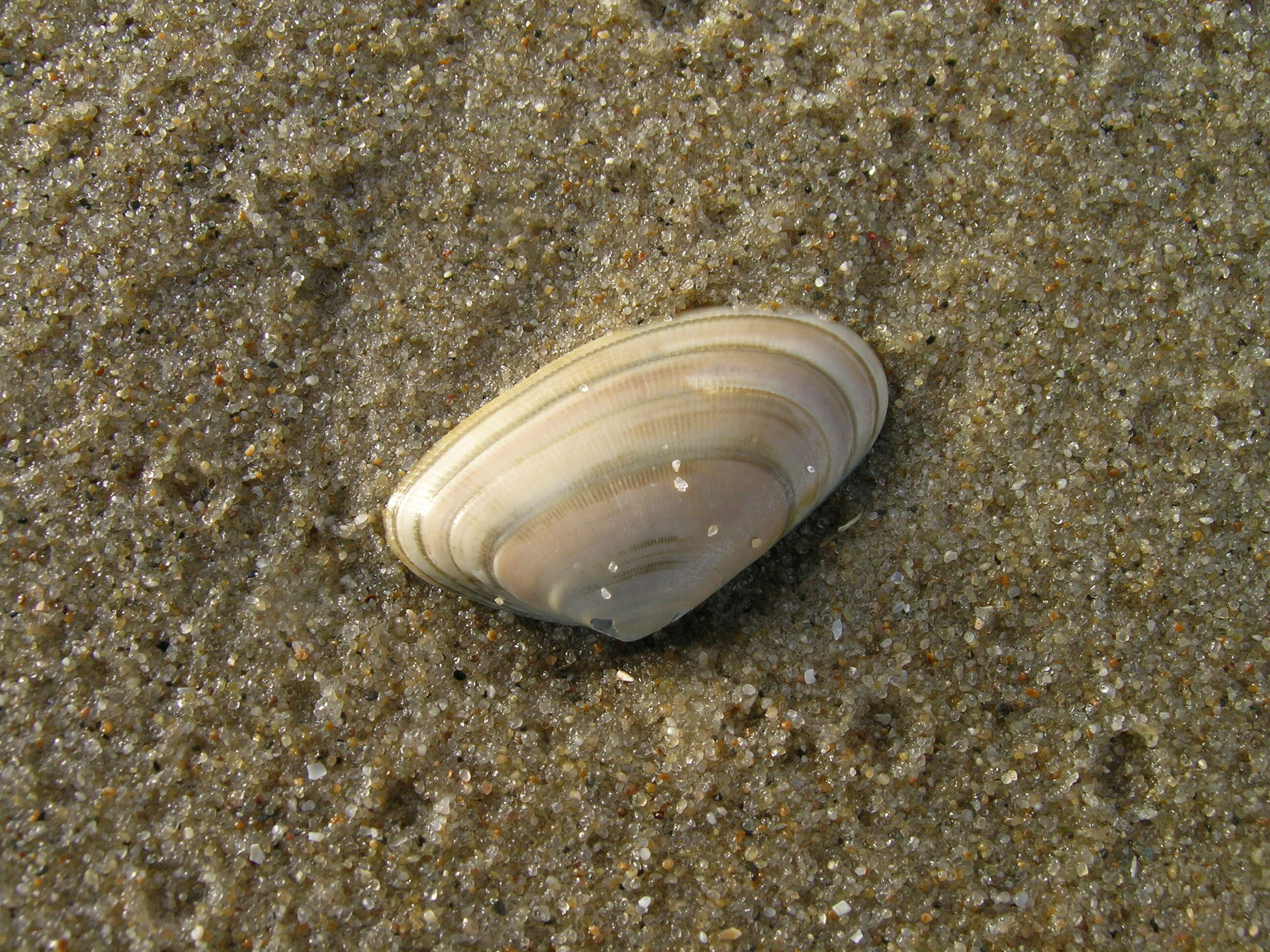 Image of Banded wedge shell