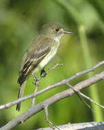 Image of Willow Flycatcher