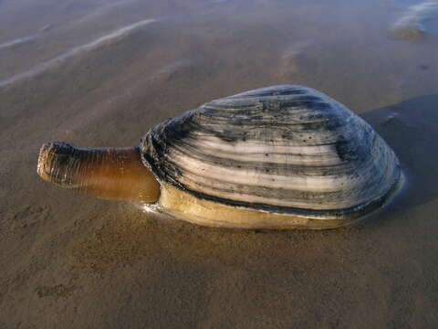 Image of Soft shelled clam