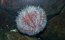 Image of Edible sea urchin