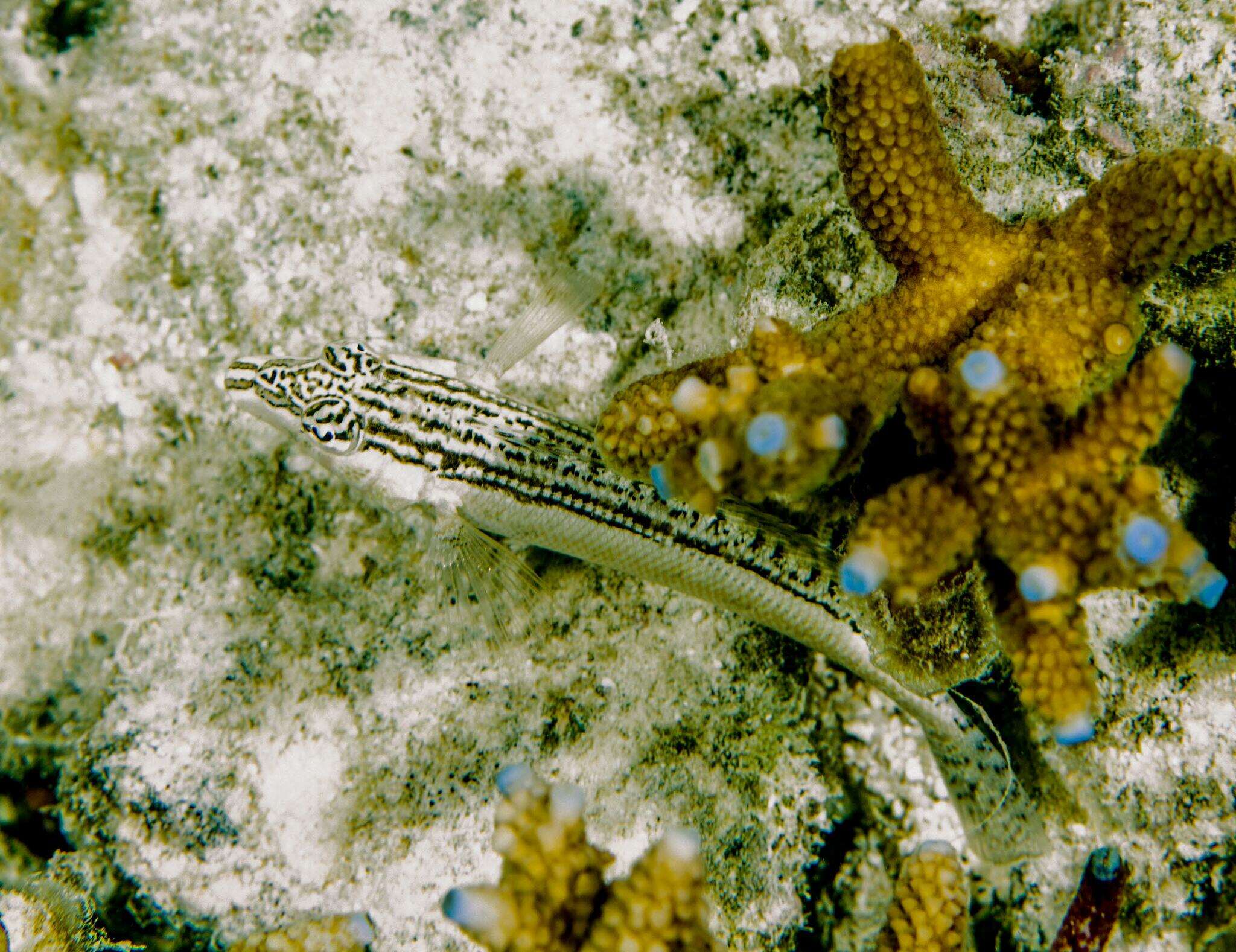 Image of Nosestripe grubfish