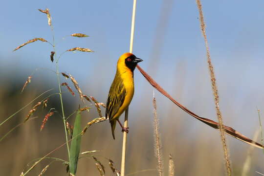 Image of Katanga Masked Weaver