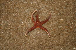 Image of Blood star