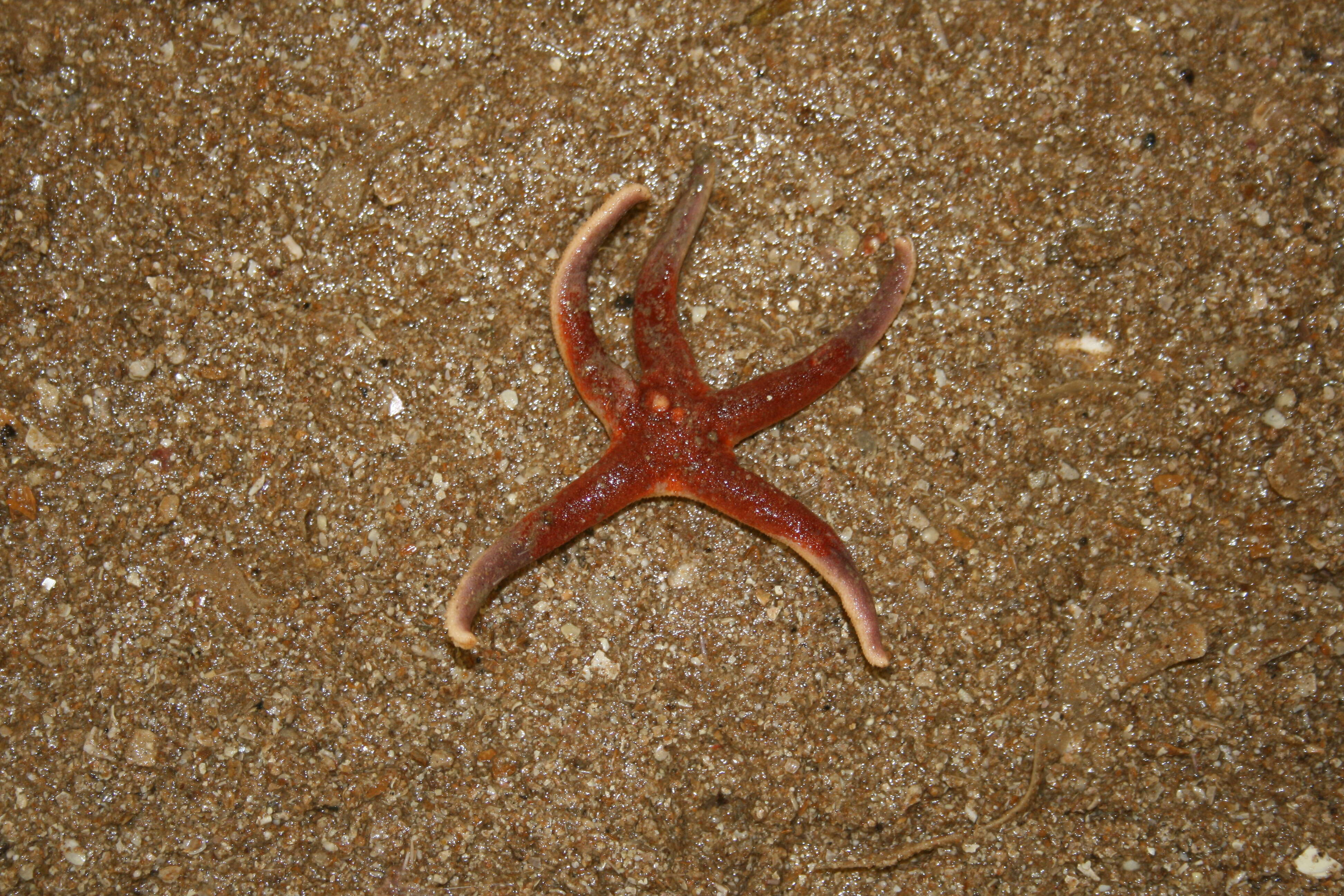 Image of Blood star