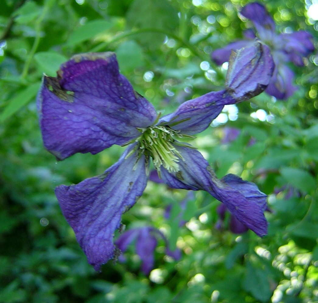 Imagem de Clematis viticella L.