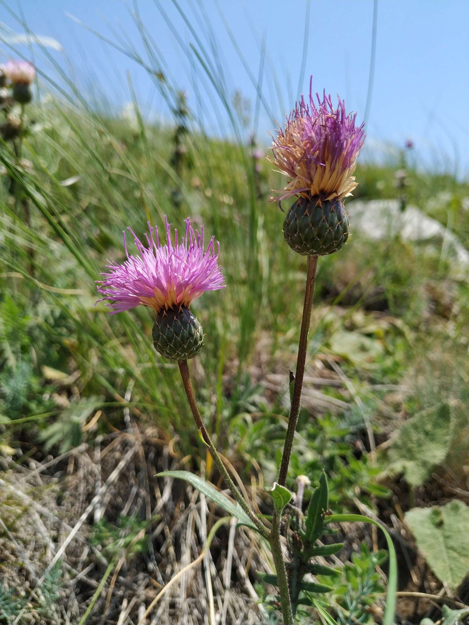 Image of Klasea radiata (Waldst. & Kit.) A. & D. Love