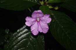 Image of Impatiens pulcherrima Dalzell