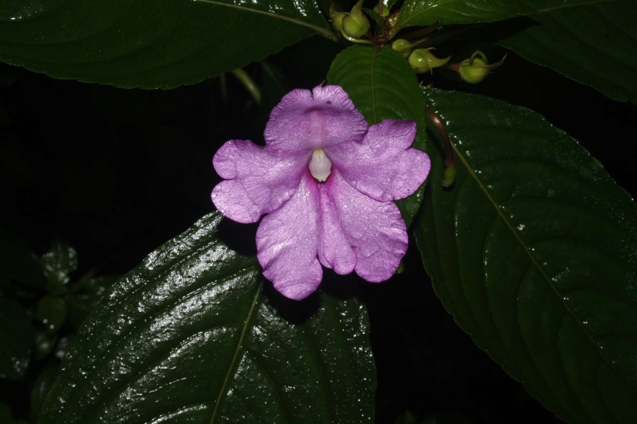 Image of Impatiens pulcherrima Dalzell