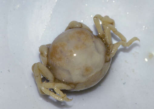 Image of Pea crab