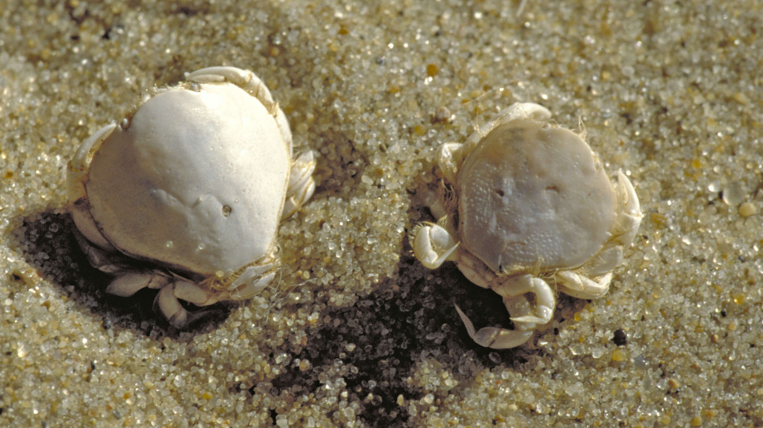 Image of Thia scutellata