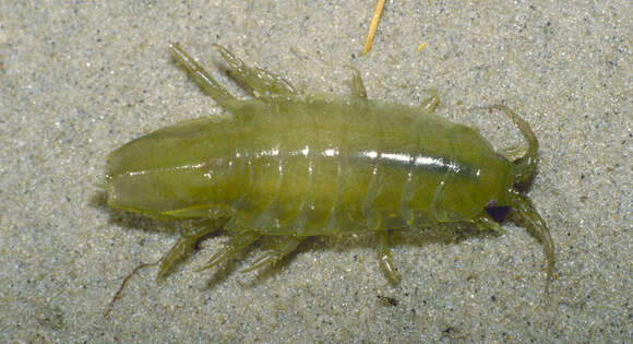 Image of Baltic isopod