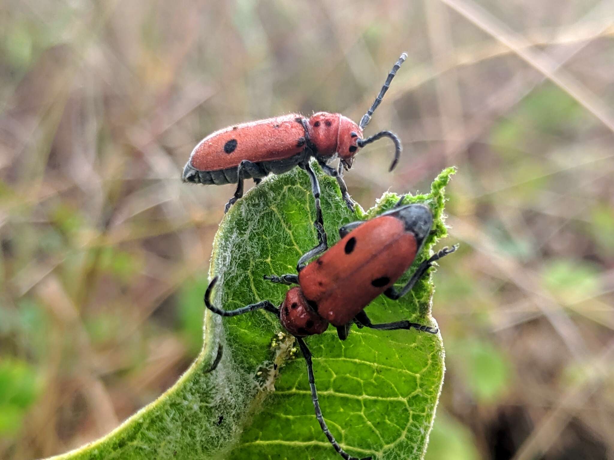 Tetraopes basalis Le Conte 1852 resmi