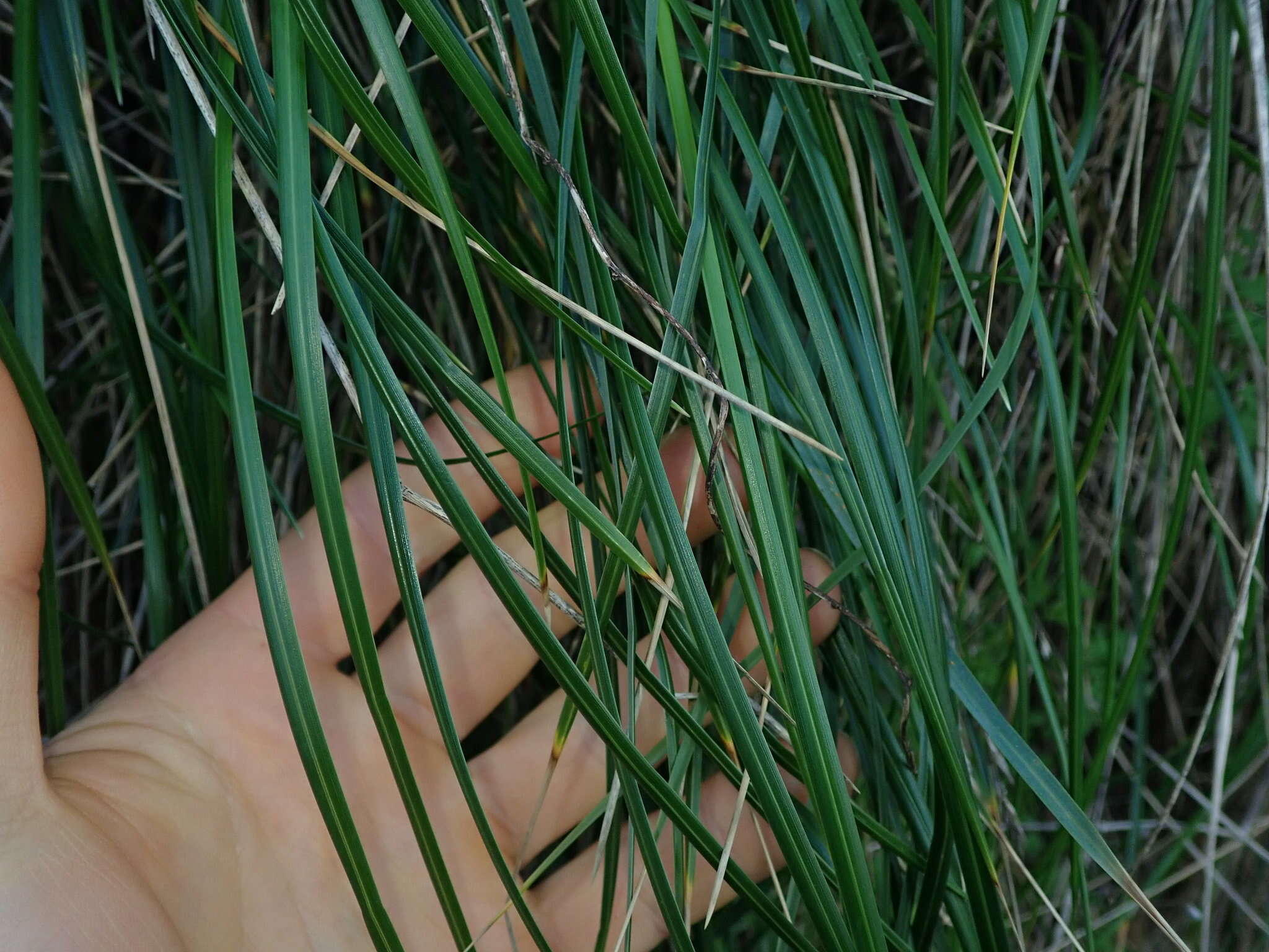 Image of Poa chathamica Petrie