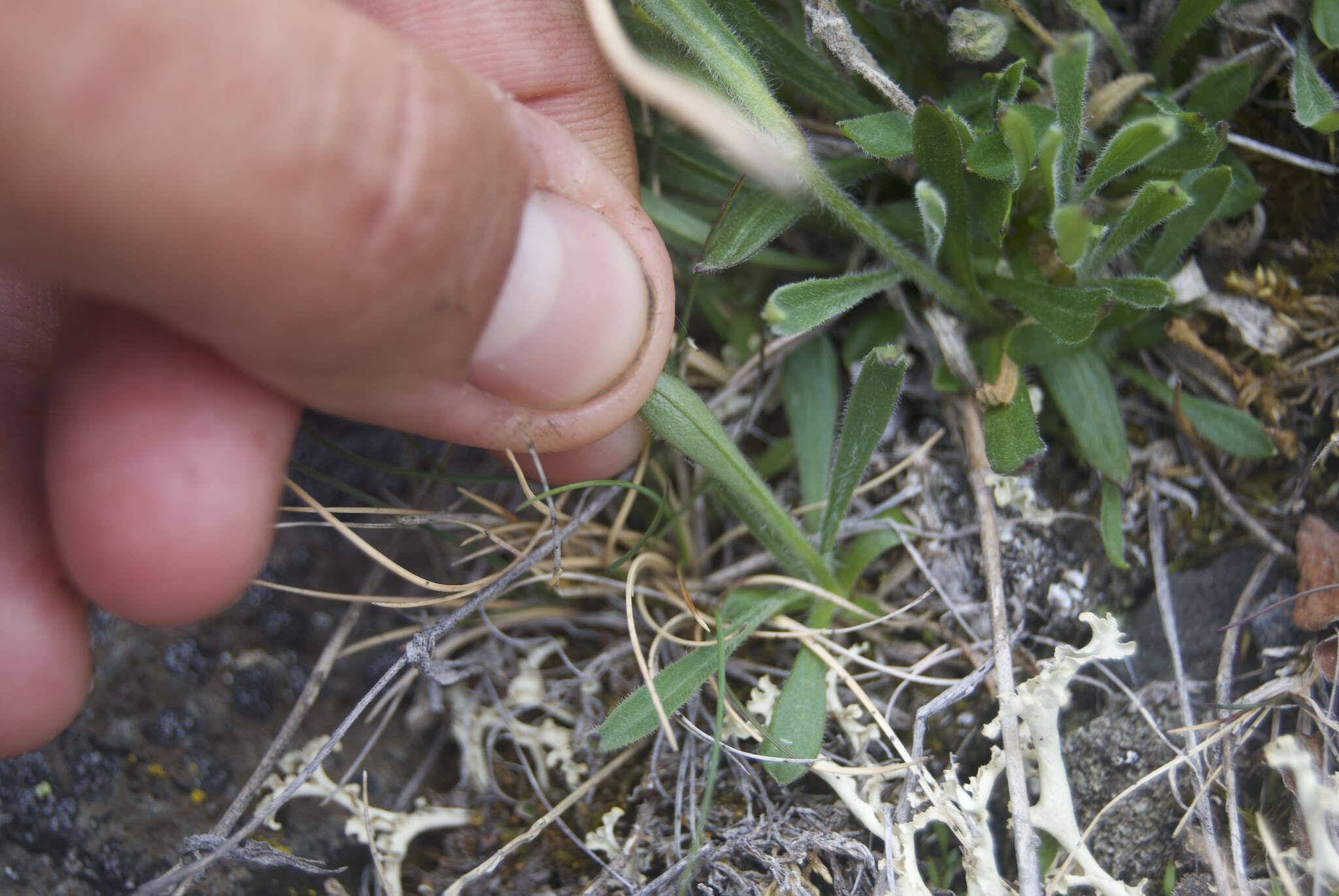 Image of arctic catchfly