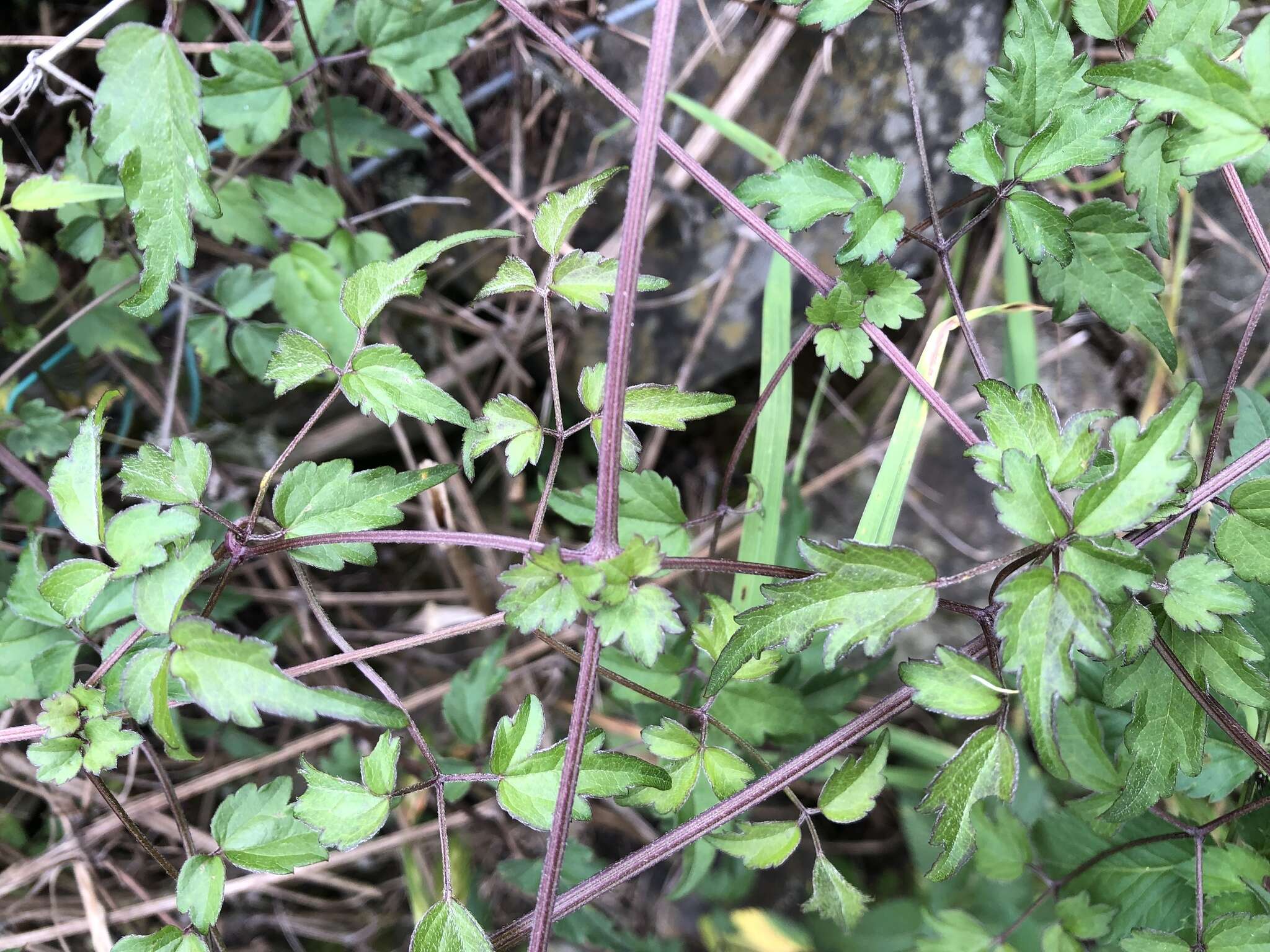 Imagem de Clematis peterae var. lishanensis (T. Y. Yang & T. C. Huang) W. T. Wang