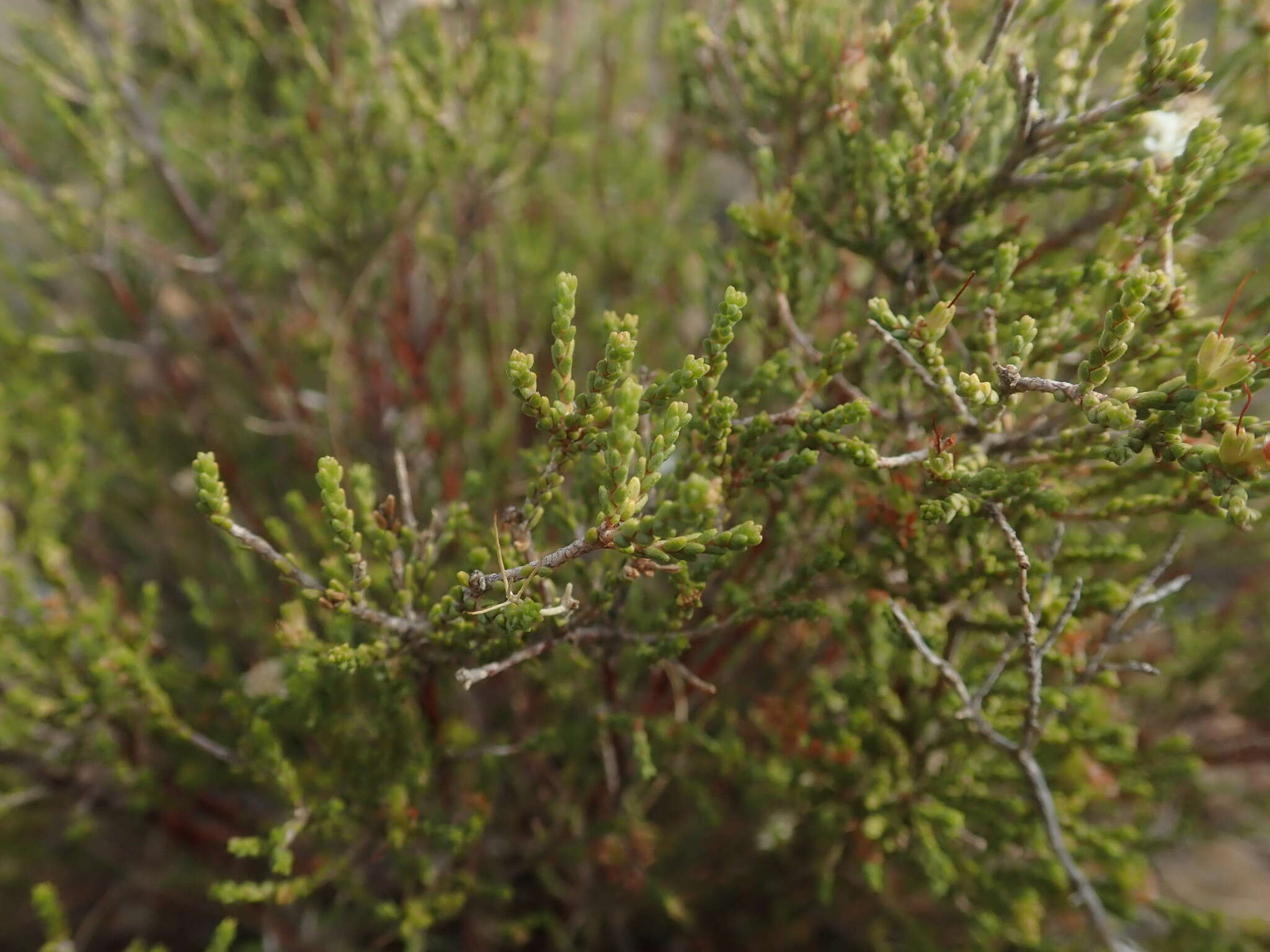 Image of Macrostylis tenuis E. Mey.