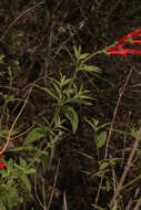 Image of Salvia haenkei Benth.