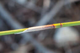 Image of Hypodiscus argenteus (Thunb.) Mast.