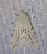 Image of Spilosoma dubia Walker 1855