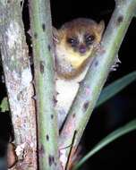 Image of Goodman's Mouse Lemur