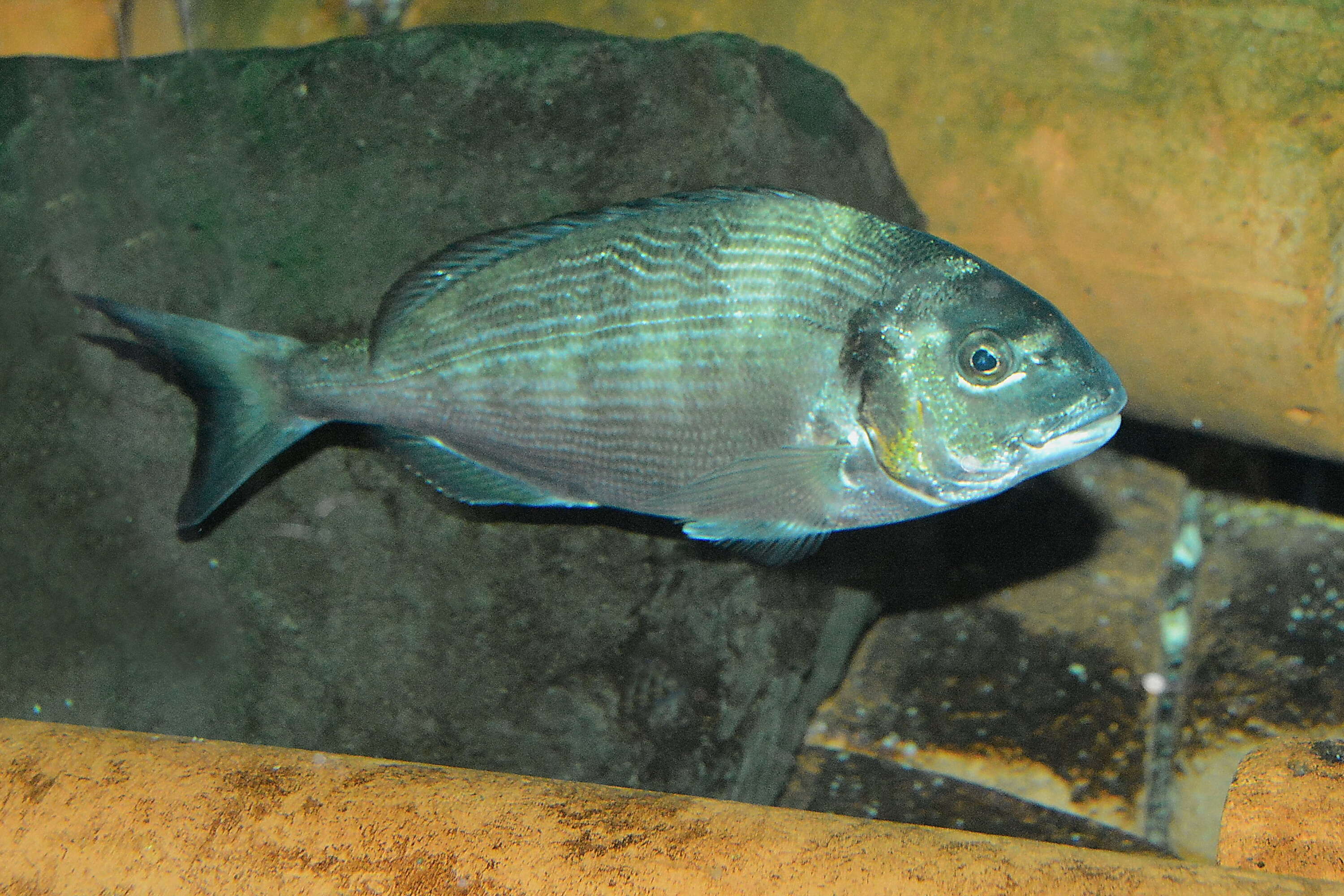 Image of White Seabream