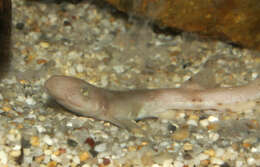 Image of Lesser Spotted Dogfish