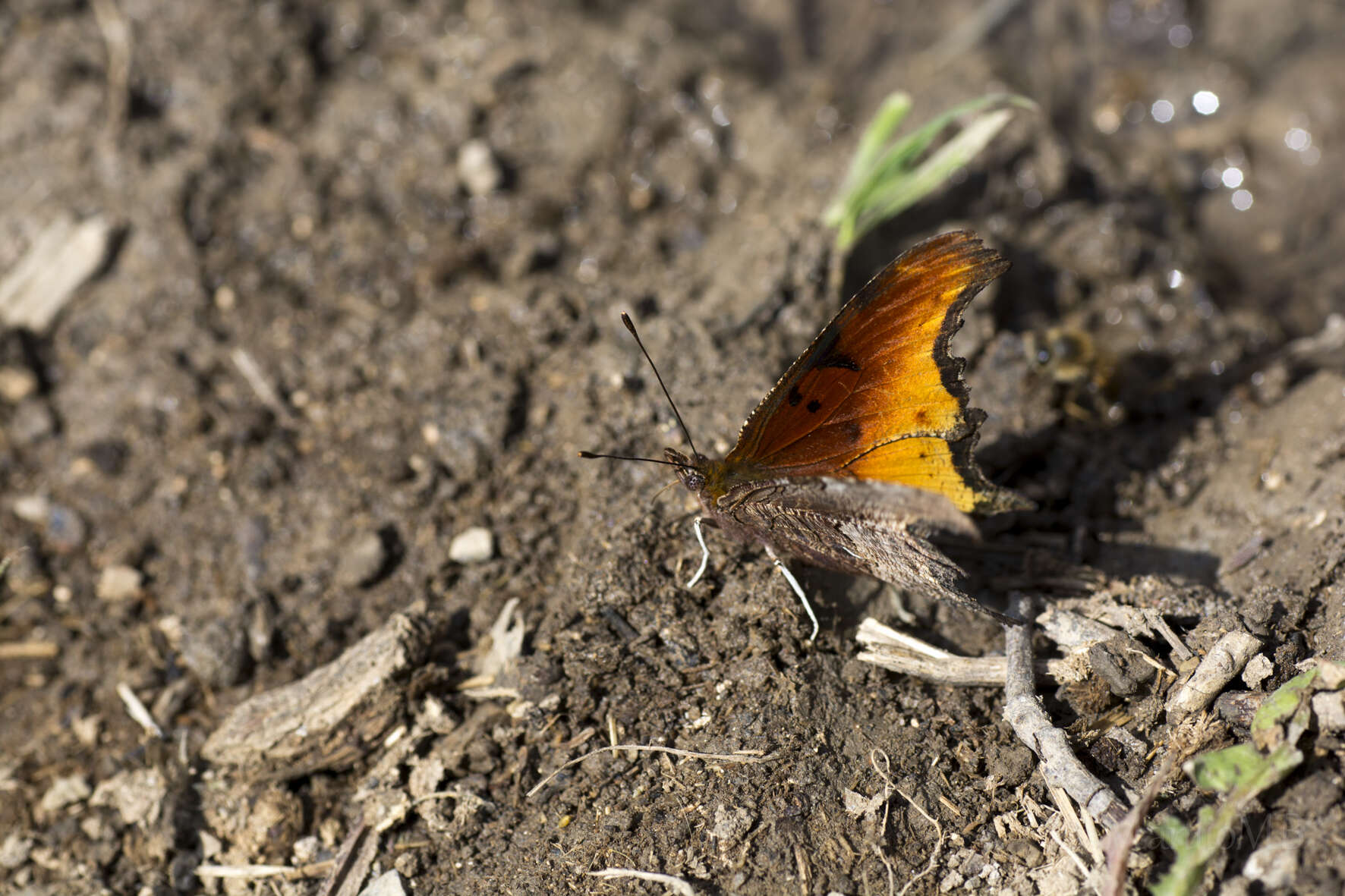 Слика од Polygonia haroldi Dewitz 1877