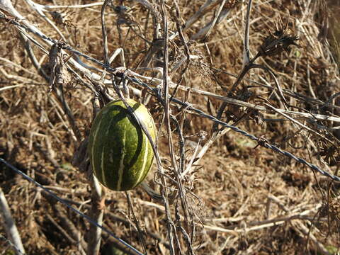 Image of winter squash