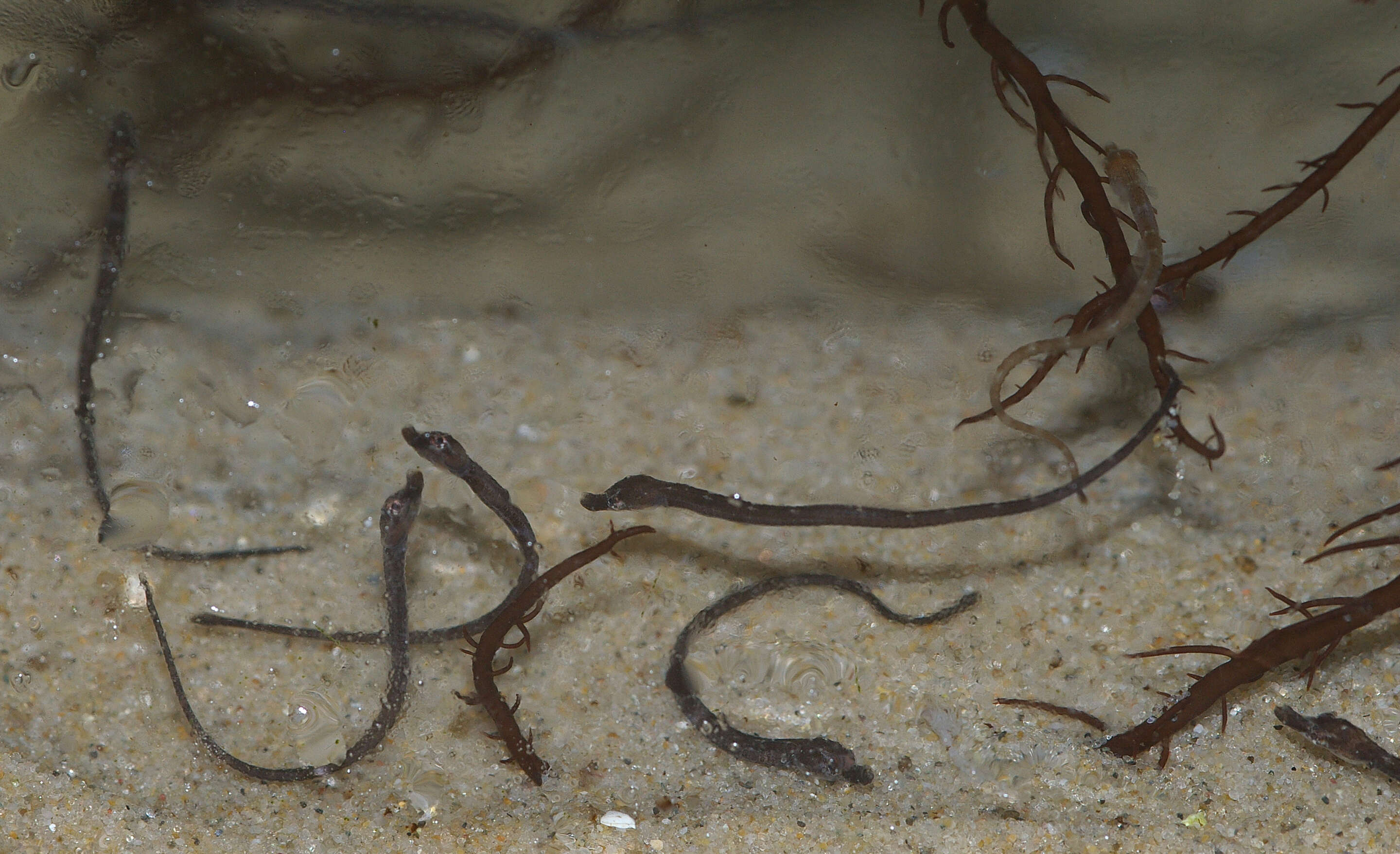 Image of Common Pipefish