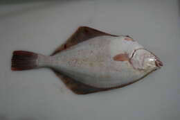 Image of Starry flounders