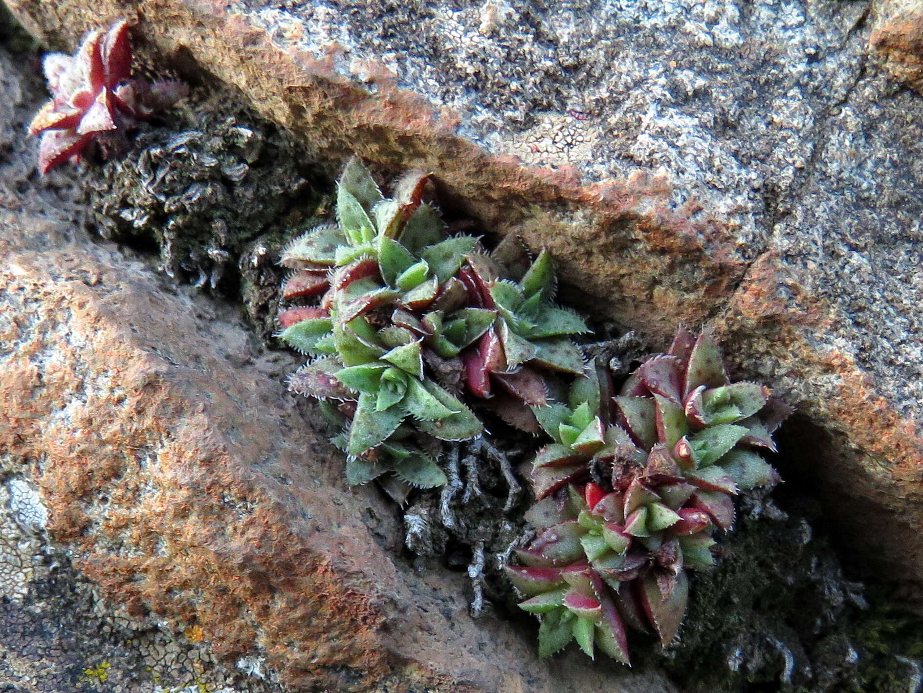 Crassula exilis Harv. resmi