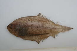 Image of Mediterranean Scaldfish