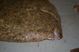 Image of turbot