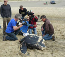 Image of Leatherback sea turtle