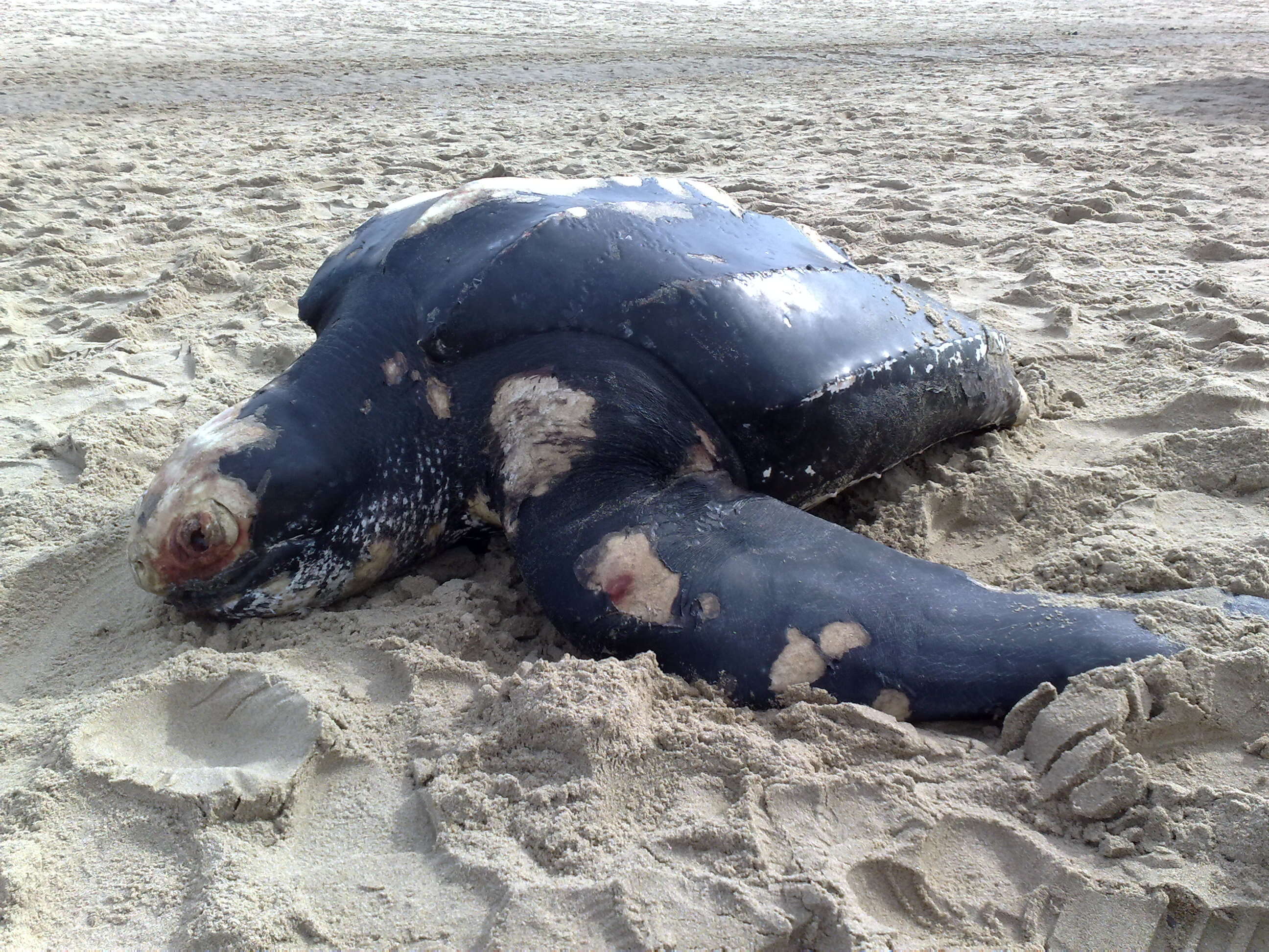 Image of Leatherback sea turtle