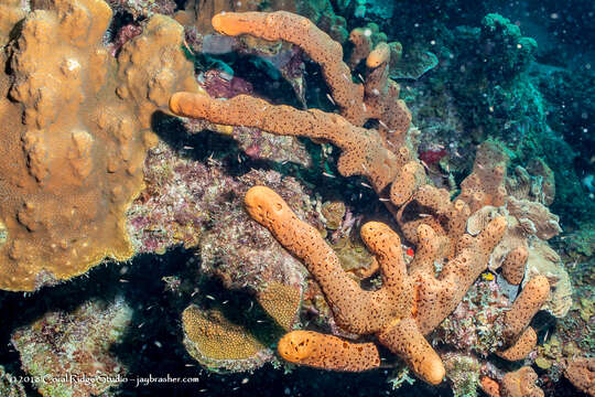 Image of brown tube sponge